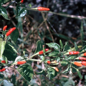 Photographie n°2247212 du taxon Capsicum frutescens L.