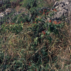  - Capsicum frutescens L.