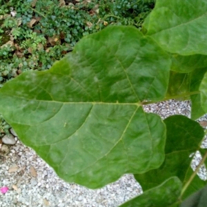 Photographie n°2247233 du taxon Catalpa bignonioides Walter [1788]