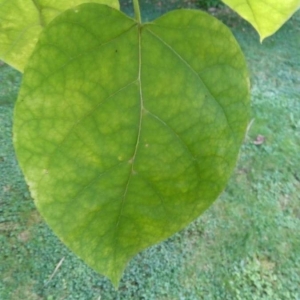 Photographie n°2247234 du taxon Catalpa bignonioides Walter [1788]