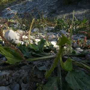 Photographie n°2247251 du taxon Plantago major L. [1753]