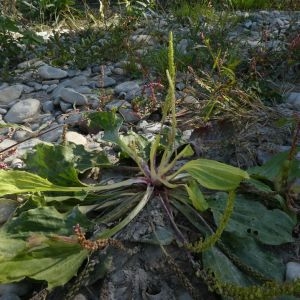 Photographie n°2247254 du taxon Plantago major L. [1753]