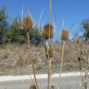 Photographie n°2247276 du taxon Dipsacus fullonum L. [1753]