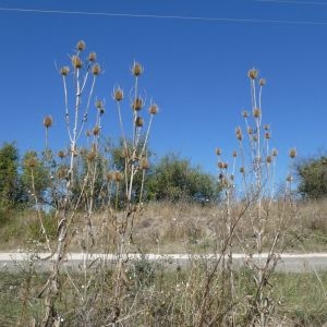 Photographie n°2247277 du taxon Dipsacus fullonum L. [1753]