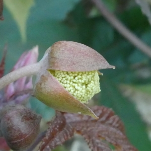 Photographie n°2247290 du taxon Ricinus communis L. [1753]