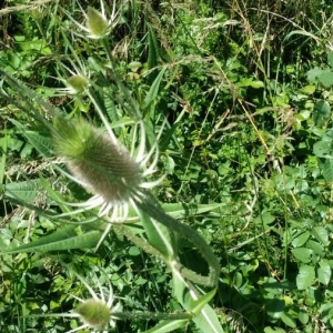 Photographie n°2247320 du taxon Dipsacus fullonum L. [1753]