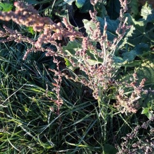Photographie n°2247350 du taxon Rumex acetosella L. [1753]