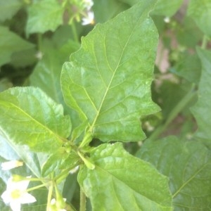 Photographie n°2247352 du taxon Solanum nigrum L. [1753]