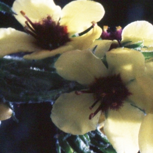 Photographie n°2247356 du taxon Verbascum sinuatum L. [1753]