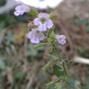 Photographie n°2247394 du taxon Clinopodium nepeta (L.) Kuntze [1891]