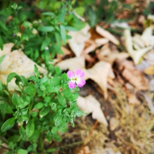 Photographie n°2247420 du taxon Malcolmia maritima (L.) R.Br. [1812]