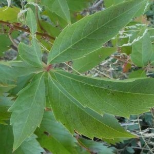 Photographie n°2247429 du taxon Parthenocissus quinquefolia (L.) Planch. [1887]