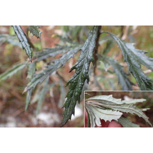 Senecio pterophorus DC.