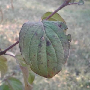 Photographie n°2247461 du taxon Cornus sanguinea L. [1753]