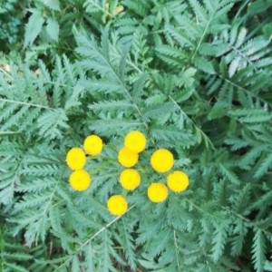 Photographie n°2247465 du taxon Tanacetum vulgare L. [1753]