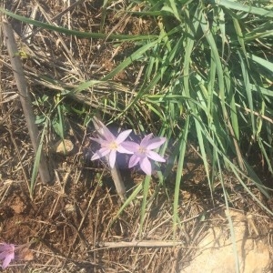 Photographie n°2247501 du taxon Colchicum autumnale L. [1753]