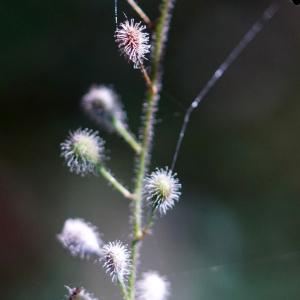 Photographie n°2247544 du taxon Circaea lutetiana subsp. lutetiana 