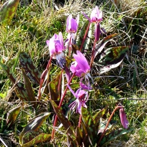 Photographie n°2247547 du taxon Erythronium dens-canis L.