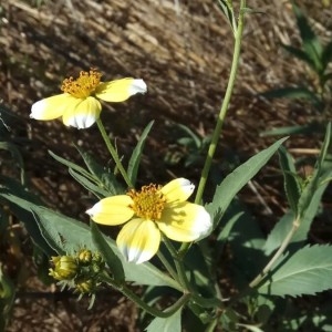 Photographie n°2247571 du taxon Bidens aurea (Aiton) Sherff [1915]