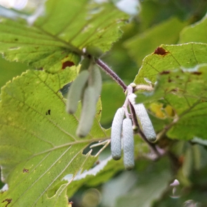 Photographie n°2247577 du taxon Corylus avellana L. [1753]