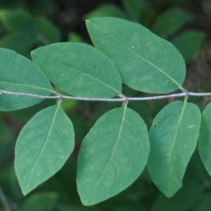 Photographie n°2247591 du taxon Lonicera xylosteum L. [1753]