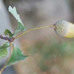 Photographie n°2247593 du taxon Quercus robur L. [1753]