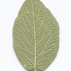 Photographie n°2247600 du taxon Viburnum lantana L. [1753]