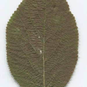 Photographie n°2247601 du taxon Viburnum lantana L. [1753]