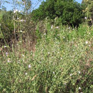 Photographie n°2247607 du taxon Clinopodium nepeta (L.) Kuntze [1891]