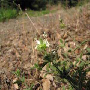 Photographie n°2247632 du taxon Stachys recta L. [1767]