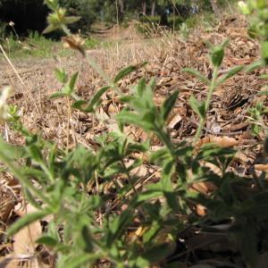 Photographie n°2247633 du taxon Stachys recta L. [1767]