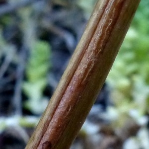 Photographie n°2247679 du taxon Epilobium tetragonum subsp. tetragonum 