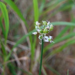 Photographie n°2247738 du taxon Allium ericetorum Thore [1803]