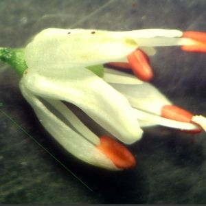 Photographie n°2247742 du taxon Allium ericetorum Thore [1803]