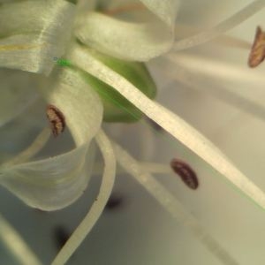 Photographie n°2247744 du taxon Allium ericetorum Thore [1803]