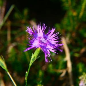 Photographie n°2247758 du taxon Dianthus hyssopifolius L. [1755]