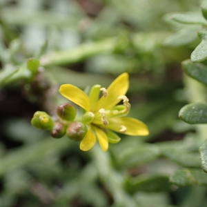 Photographie n°2247761 du taxon Sisymbrella aspera (L.) Spach [1838]