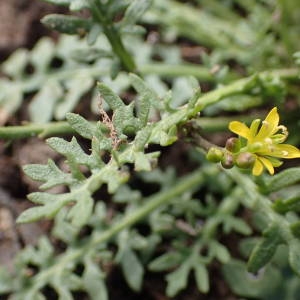 Photographie n°2247762 du taxon Sisymbrella aspera (L.) Spach [1838]