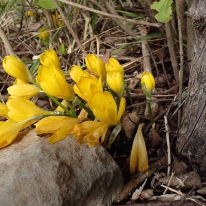 Photographie n°2247770 du taxon Sternbergia lutea (L.) Ker Gawl. ex Spreng. [1825]