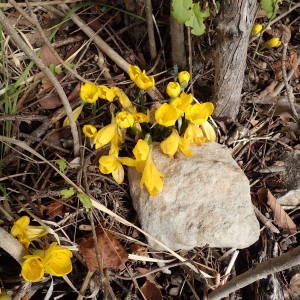 Photographie n°2247773 du taxon Sternbergia lutea (L.) Ker Gawl. ex Spreng. [1825]