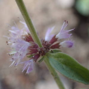 Photographie n°2247777 du taxon Mentha pulegium L. [1753]