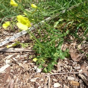 Photographie n°2247792 du taxon Oxalis pes-caprae L. [1753]