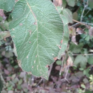 Photographie n°2247802 du taxon Viburnum lantana L. [1753]