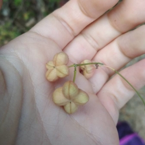 Photographie n°2247803 du taxon Euonymus europaeus L. [1753]