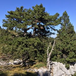 Photographie n°2247805 du taxon Pinus uncinata Mill. ex Mirb. [1805]