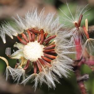 Photographie n°2247814 du taxon Picris hieracioides L. [1753]