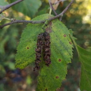 Photographie n°2247821 du taxon Ostrya carpinifolia Scop. [1772]