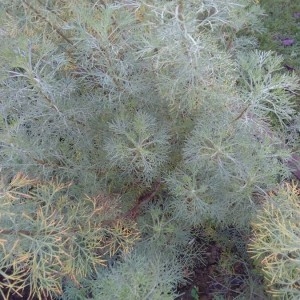 Photographie n°2247823 du taxon Artemisia abrotanum L. [1753]