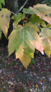 Lucas Buondelmonte, le  8 octobre 2018 (Genech)