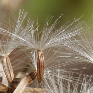 Photographie n°2247874 du taxon Senecio fuchsii C.C.Gmel. [1808]